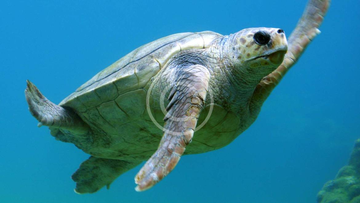 Elimine o Estresse e a Crise de Abastecimento: A Paz de Espírito que um Poço Oferece